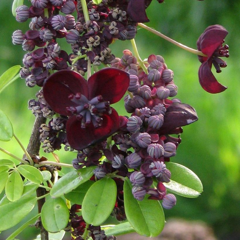 Akebia longeracemosa (Flowering)