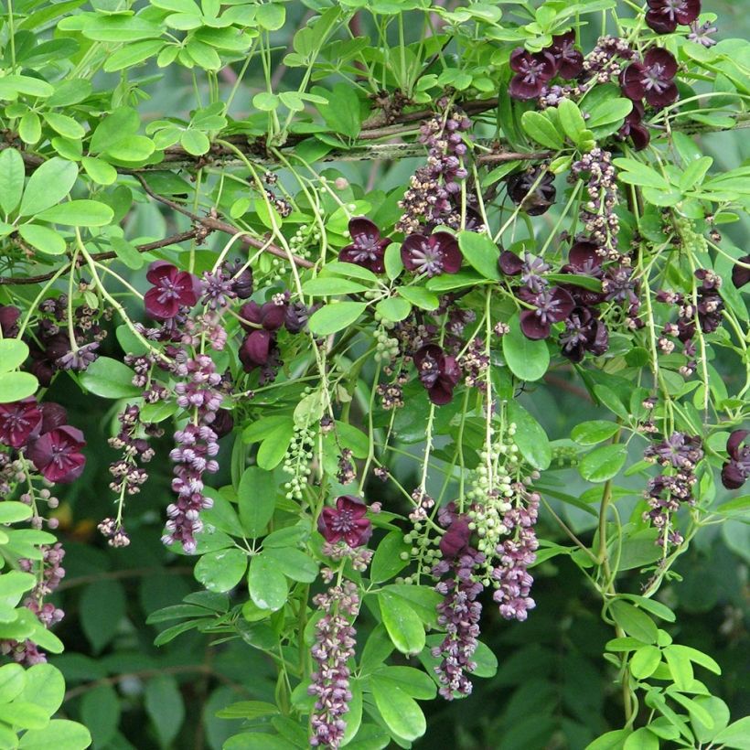 Akebia longeracemosa (Plant habit)