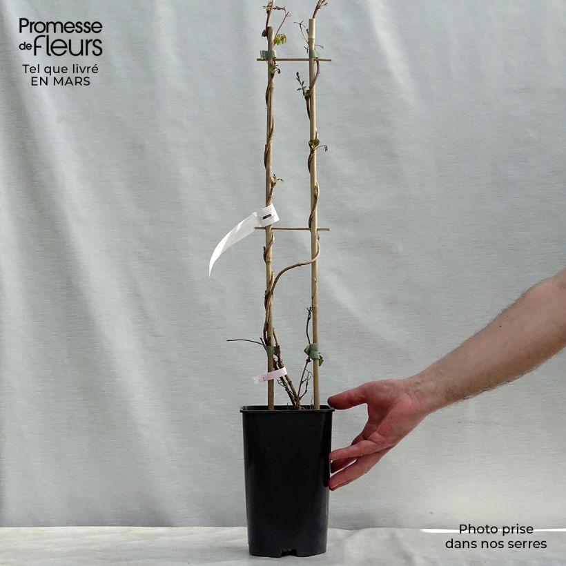 Akebia longeracemosa  2L/3L pot sample as delivered in spring