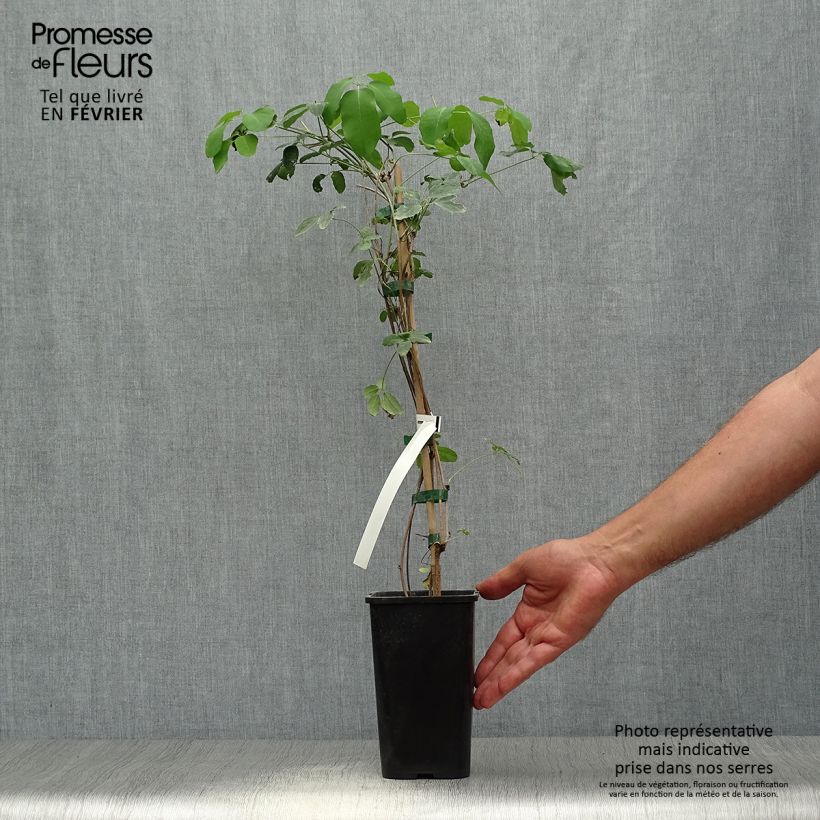 Akebia x pentaphylla  1.5L/2L pot sample as delivered in autumn