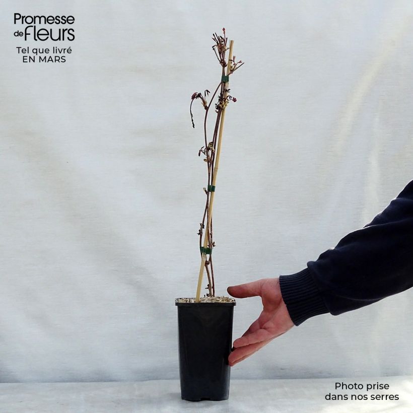 Akebia x pentaphylla  1.5L/2L pot sample as delivered in spring