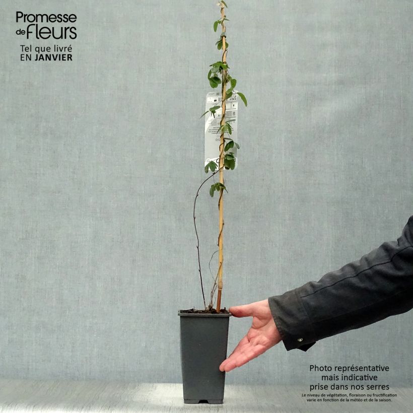 Akebia quinata - Chocolate Vine 2L/3L pot sample as delivered in winter