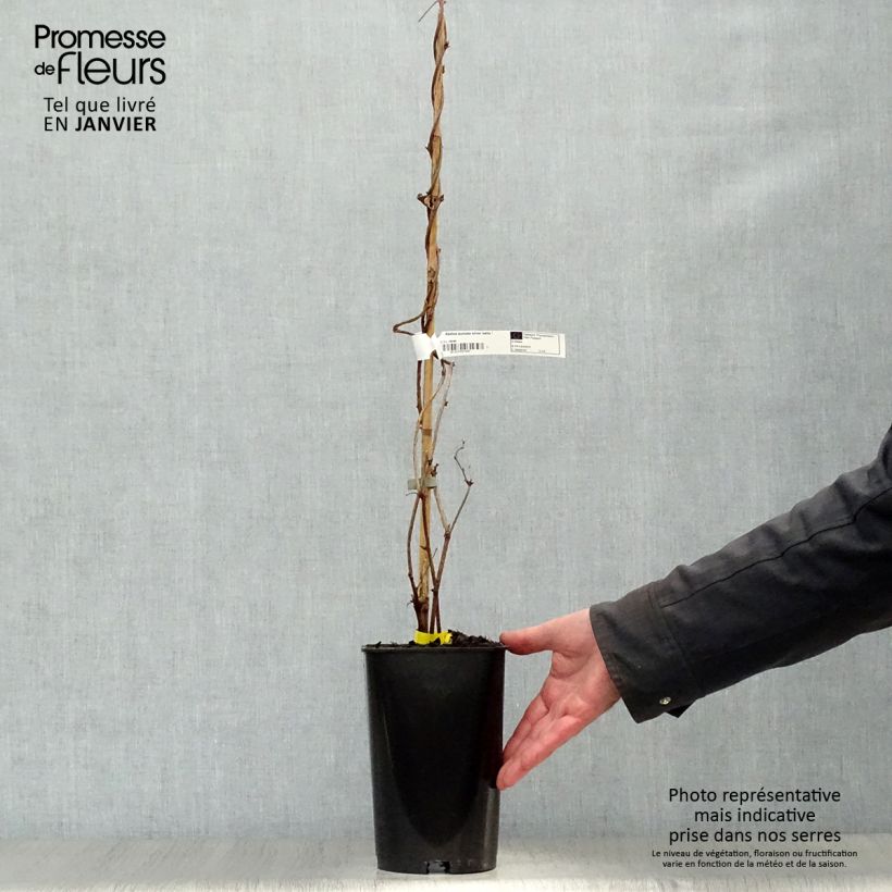 Akebia quinata Silver Bells 2L/3L pot sample as delivered in winter