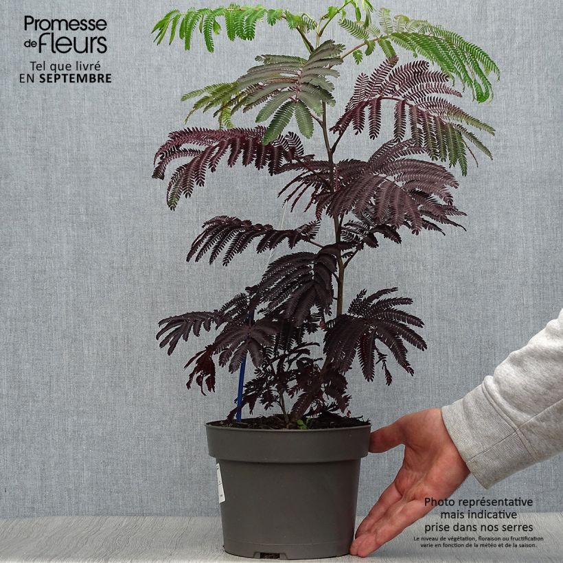 Albizzia julibrissin Summer Chocolate 3L/4L pot sample as delivered in autumn
