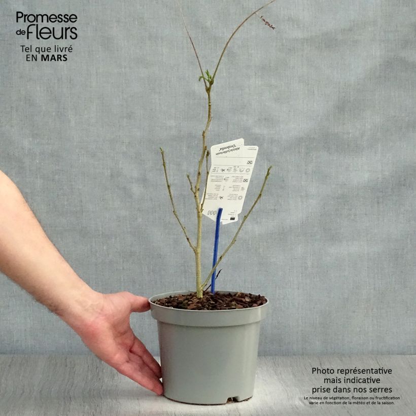 Albizia julibrissin Ombrella 3L/4L pot sample as delivered in spring