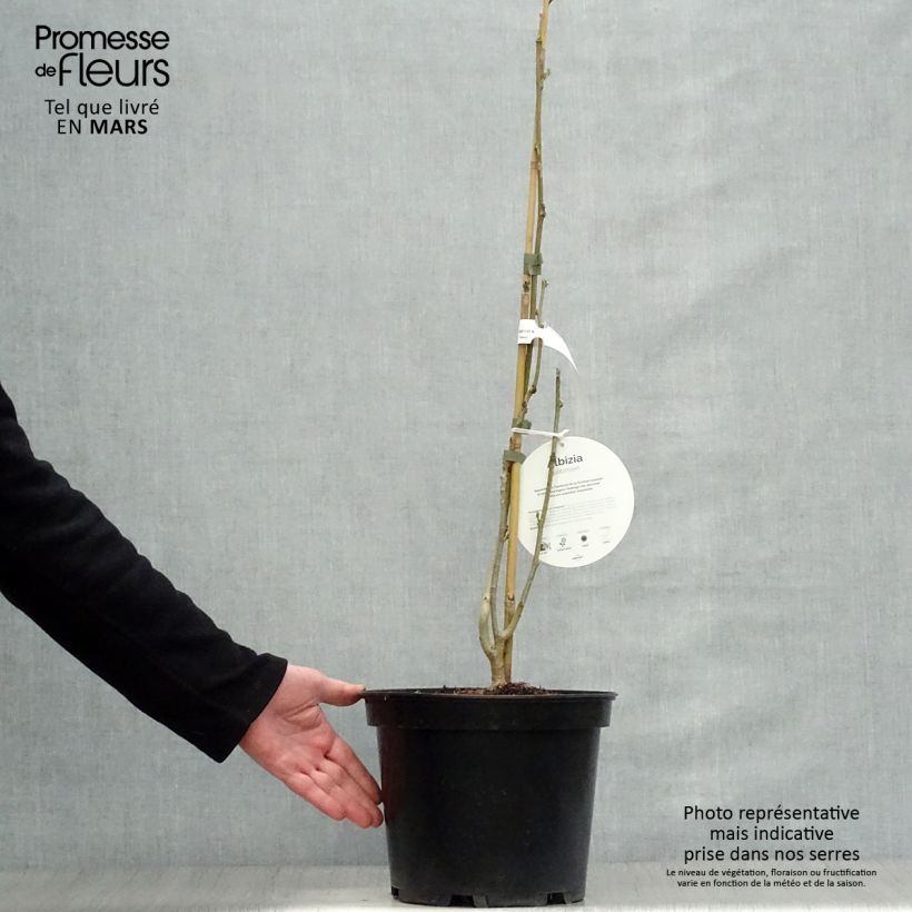 Albizia julibrissin Ombrella 6L/7L pot sample as delivered in spring