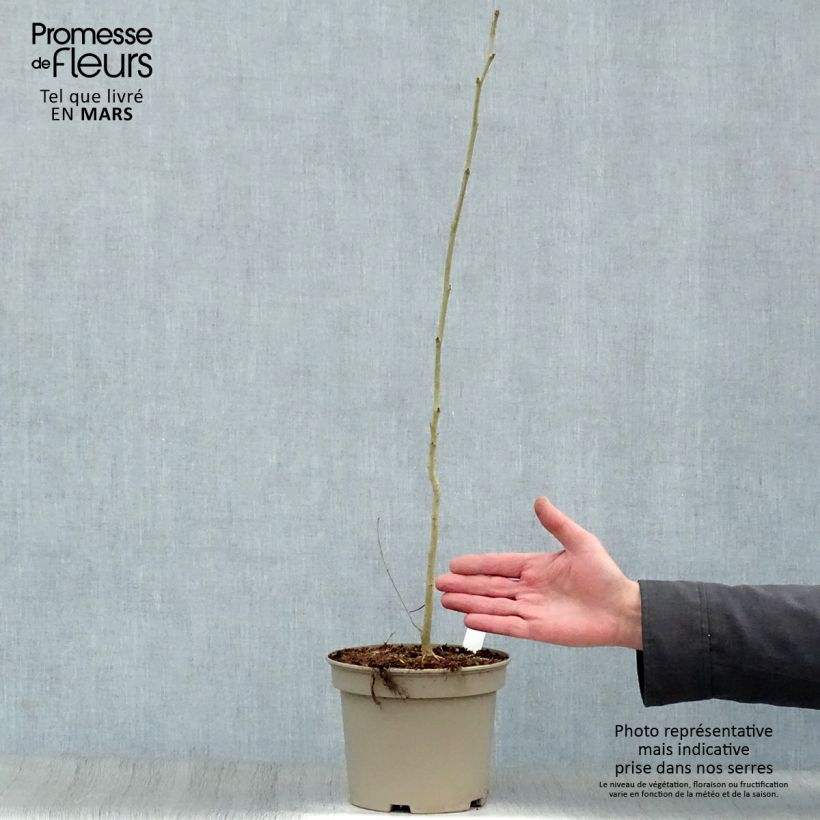 Albizia julibrissin Rosea 2L/3L pot sample as delivered in spring