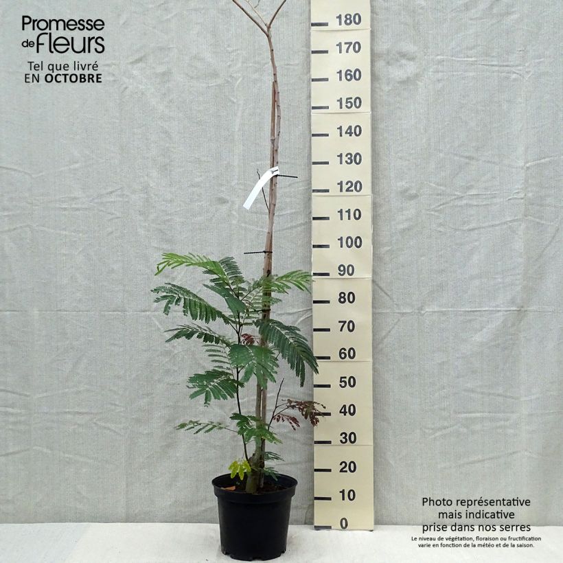 Albizzia julibrissin Summer Chocolate 7.5L/10L pot sample as delivered in autumn