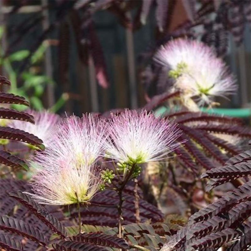 Albizzia julibrissin Summer Chocolate (Flowering)