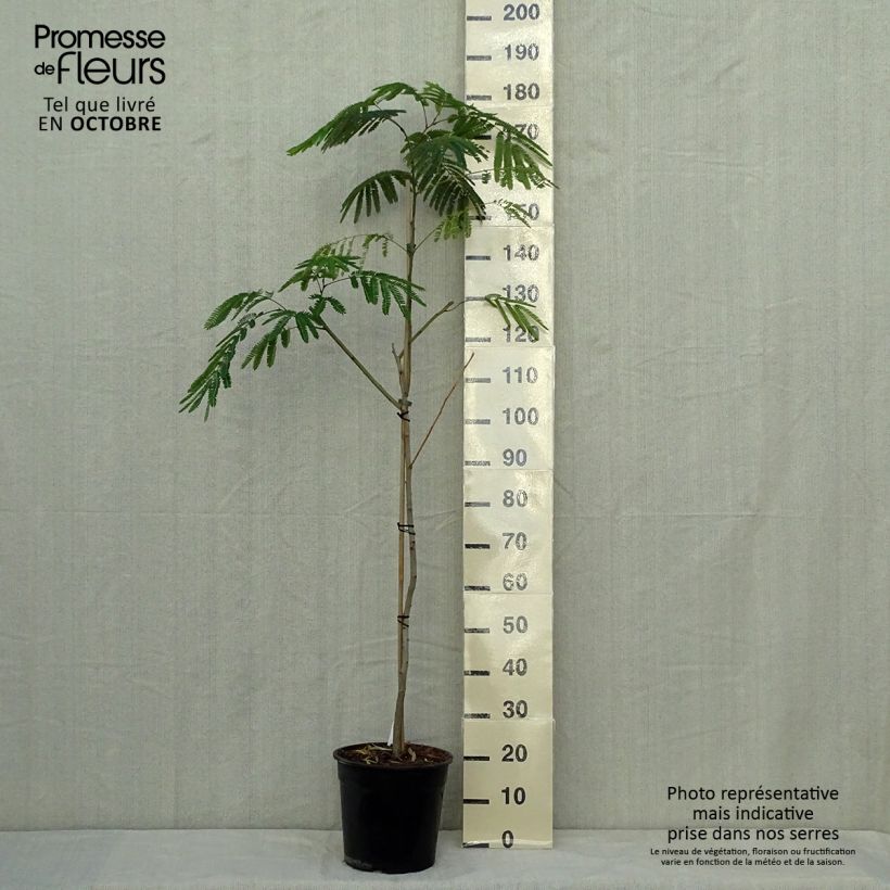 Albizia julibrissin Tropical Dream 7.5L/10L pot sample as delivered in autumn