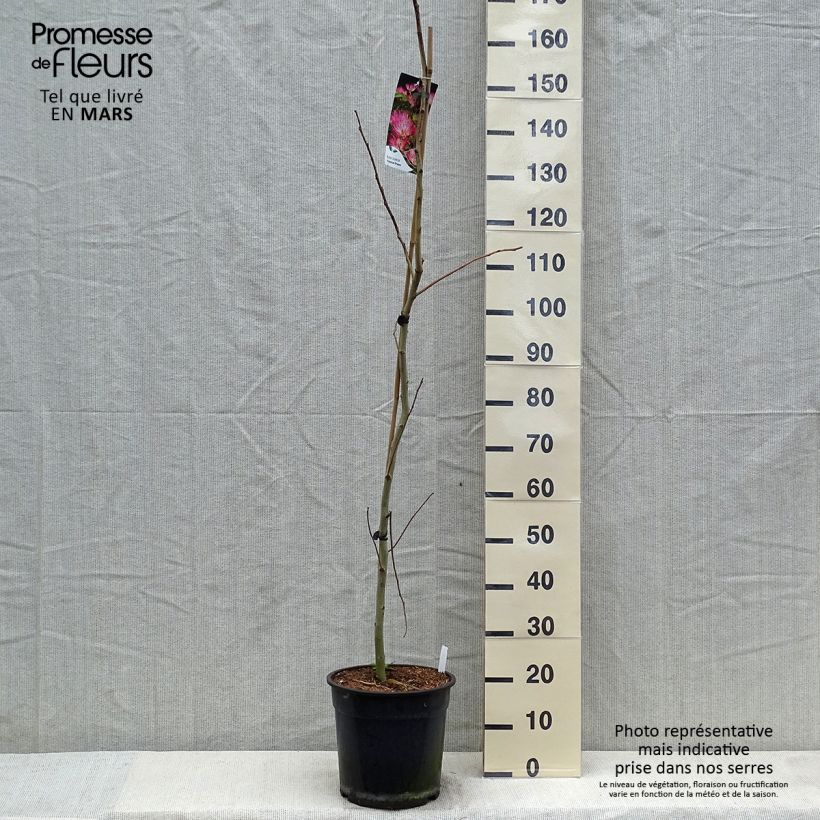 Albizia julibrissin Tropical Dream 7.5L/10L pot sample as delivered in spring