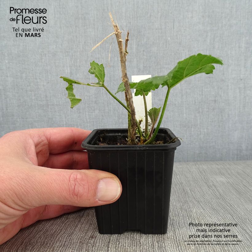 x Alcalthaea  suffrutescens Parkallee 8/9 cm pot sample as delivered in winter