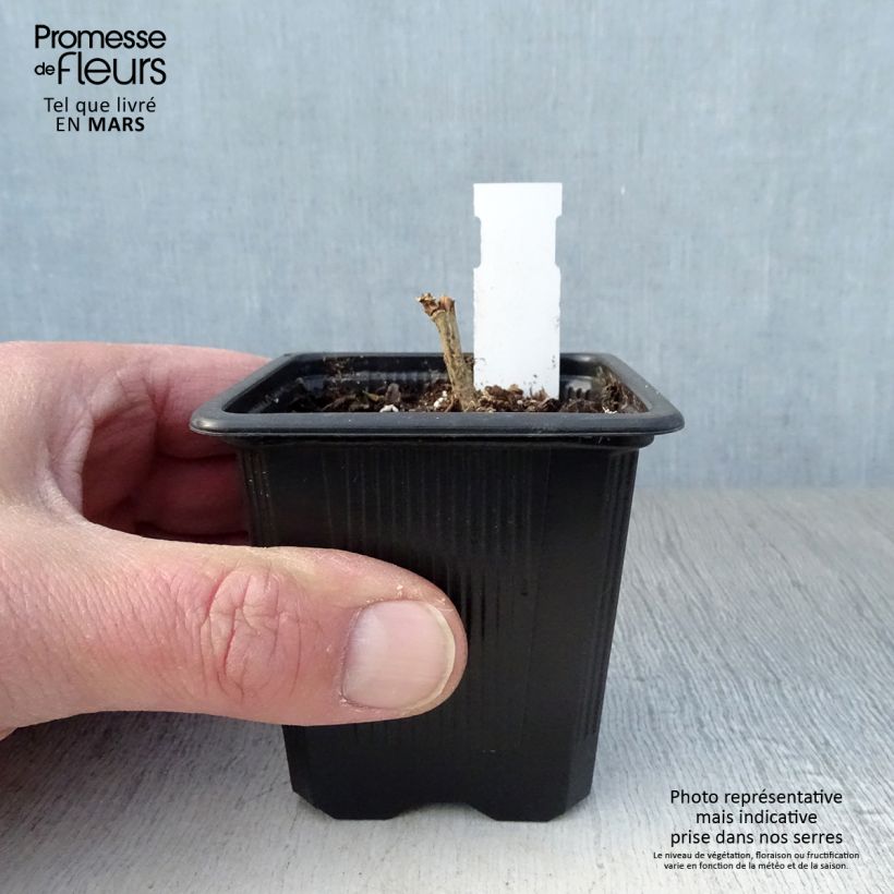 x Alcalthaea  suffrutescens Parkallee 8/9 cm pot sample as delivered in spring