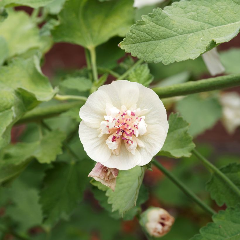 x Alcalthaea suffrutescens Parkallee (Flowering)
