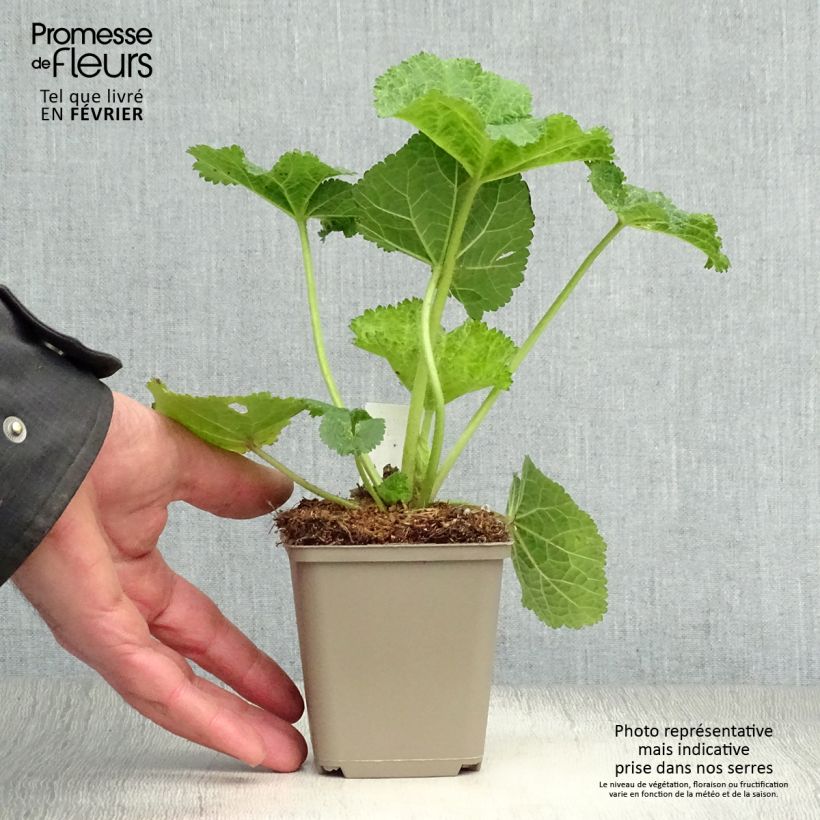 Alcea ficifolia  8/9 cm pot sample as delivered in winter