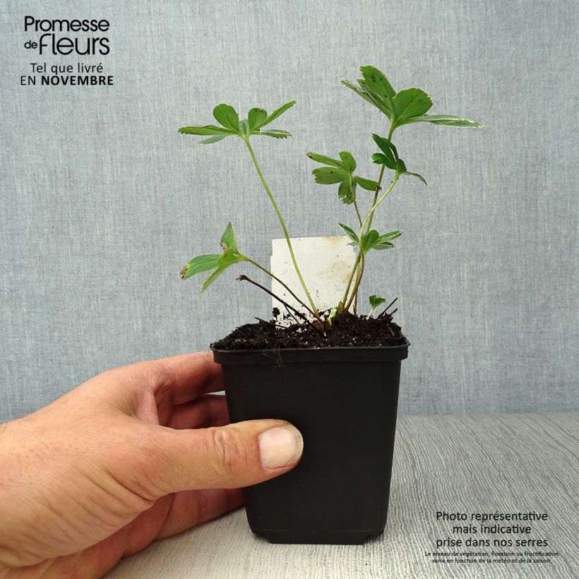 Alchemilla  alpina  8/9 cm pot sample as delivered in autumn