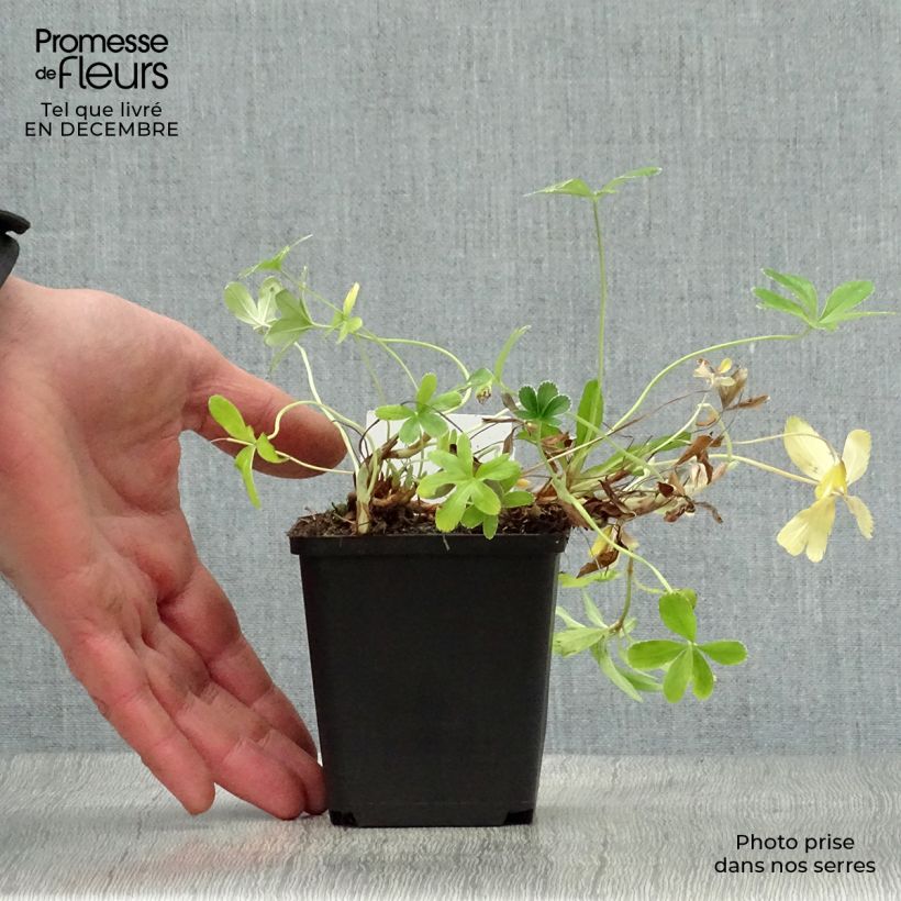 Alchemilla  alpina  8/9 cm pot sample as delivered in winter