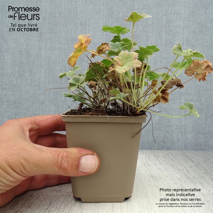 Alchemilla caucasica  8/9 cm pot sample as delivered in autumn