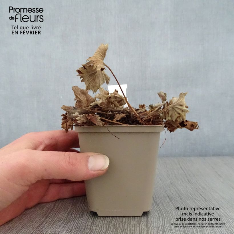 Alchemilla caucasica  8/9 cm pot sample as delivered in winter