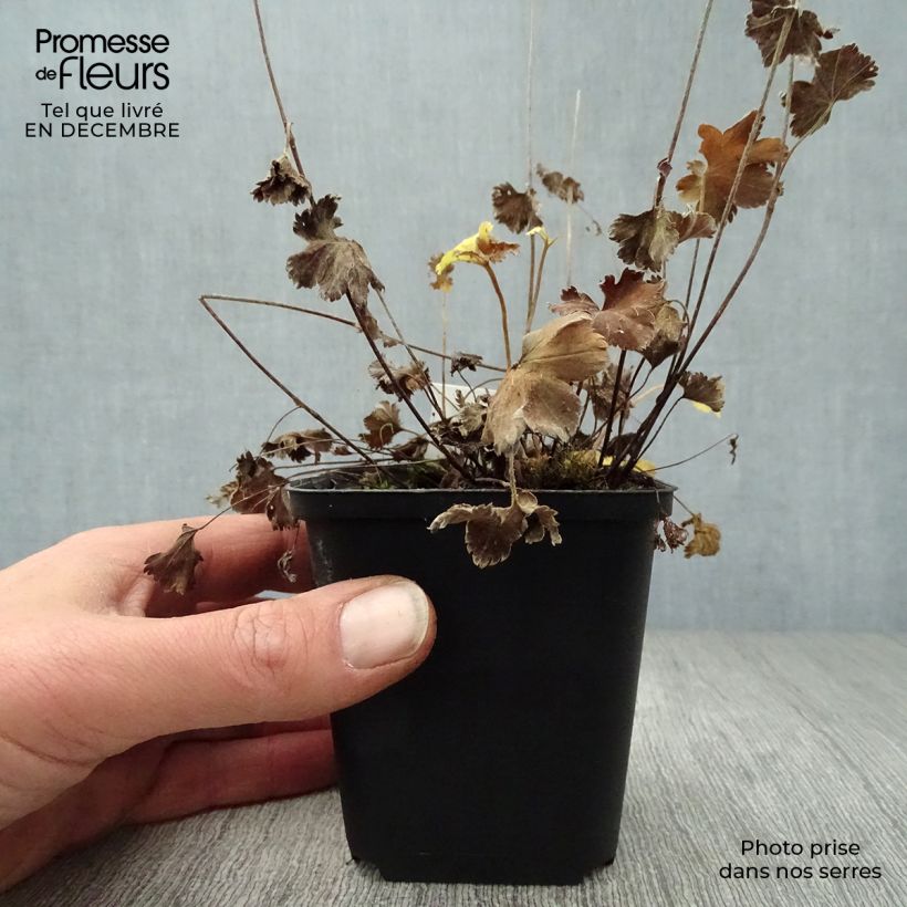 Alchemilla  erythropoda  8/9 cm pot sample as delivered in winter