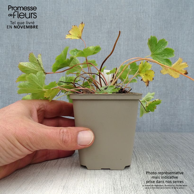 Alchemilla sericata Gold Strike 8/9 cm pot sample as delivered in autumn