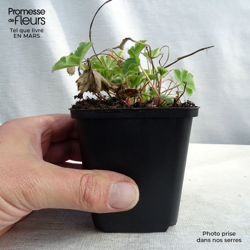 Alchemilla sericata Gold Strike 8/9 cm pot sample as delivered in winter