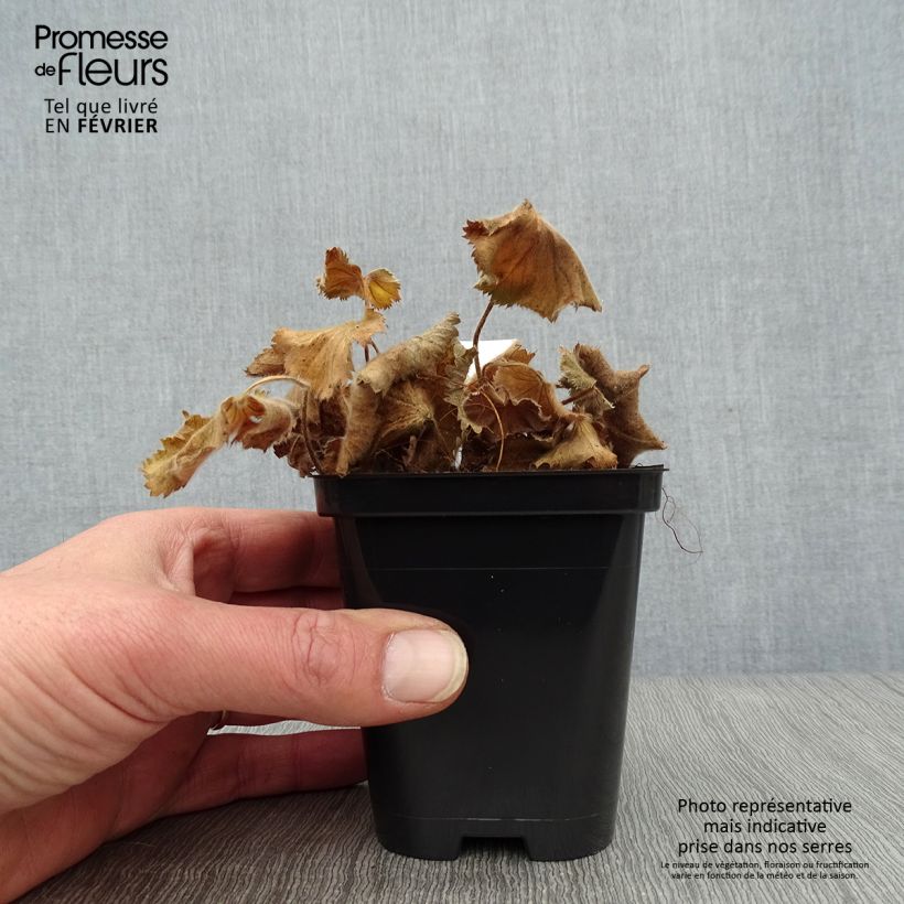 Alchemilla mollis Thriller 8/9 cm pot sample as delivered in winter