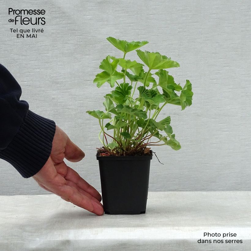 Alchemilla mollis  8/9 cm pot sample as delivered in spring