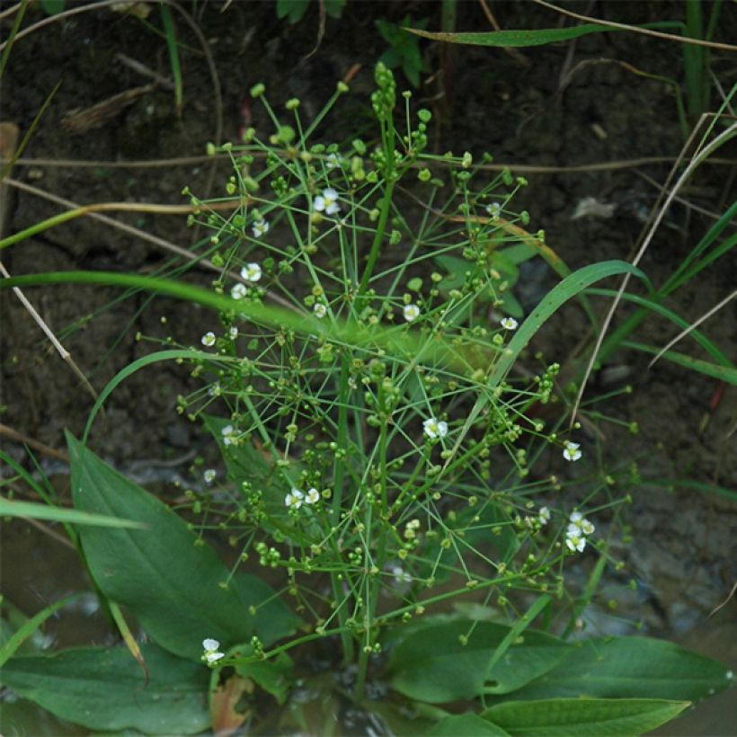 Alisma parviflora (Plant habit)
