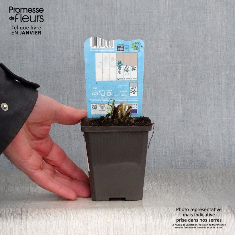 Alisma parviflora  8/9 cm pot sample as delivered in winter