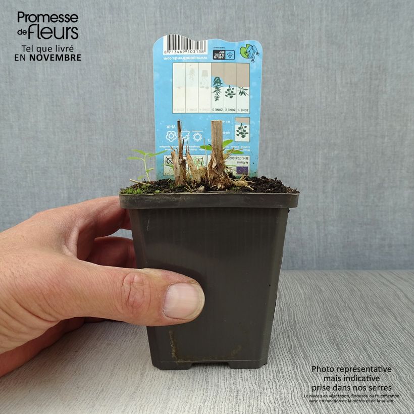 Alisma parviflora  8/9 cm pot sample as delivered in autumn