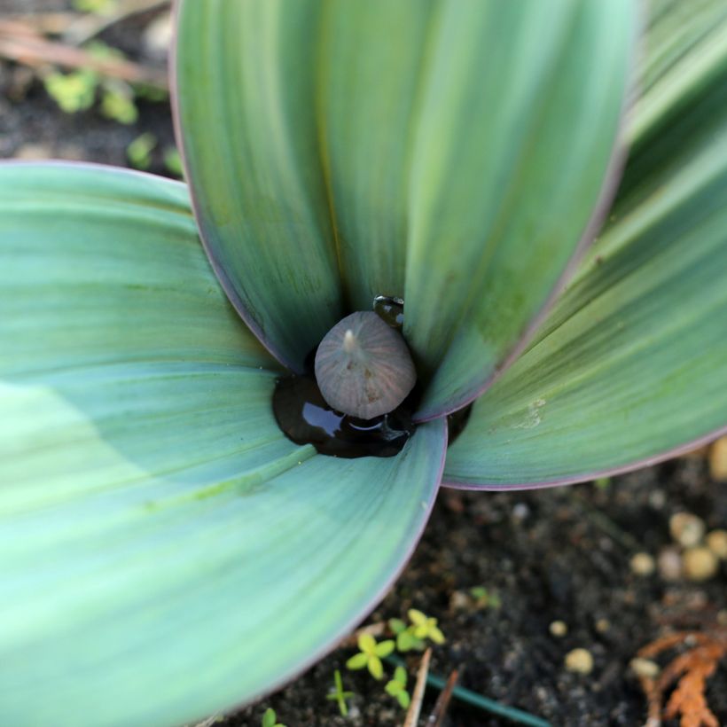 Allium karataviense - Turkish Onion (Foliage)