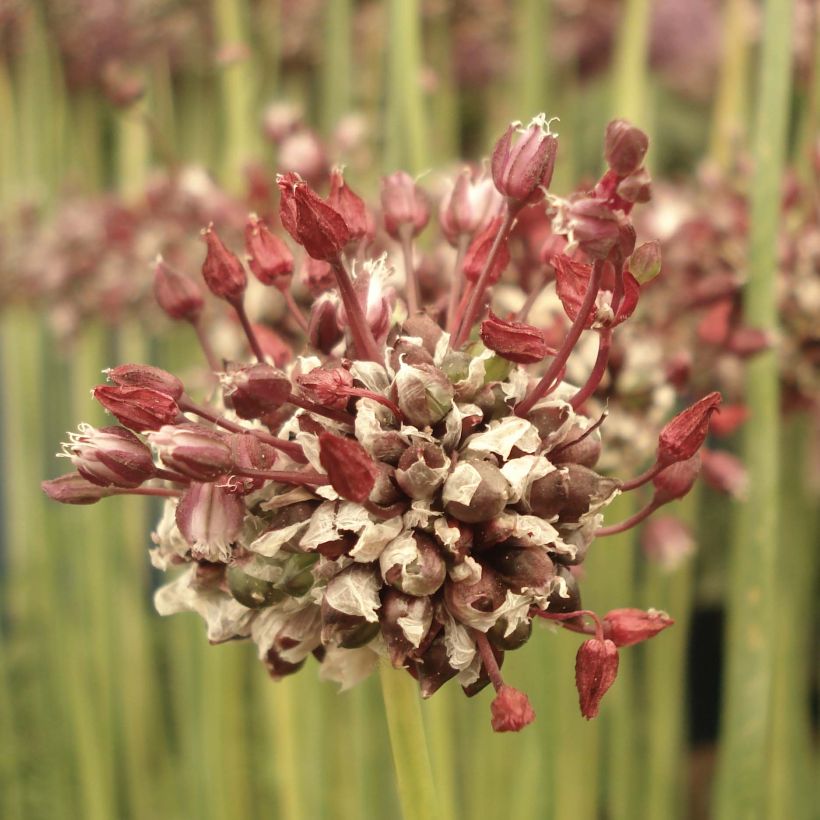 Allium scorodoprasum Passion (Flowering)