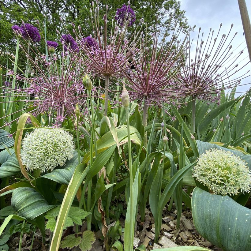 Allium schubertii (Plant habit)