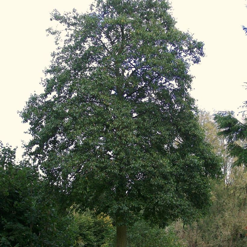 Alnus cordata - Italian Alder (Plant habit)