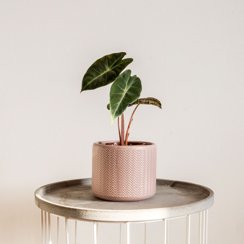 Alocasia Pink Dragon - Elephant's ears plant (Plant habit)