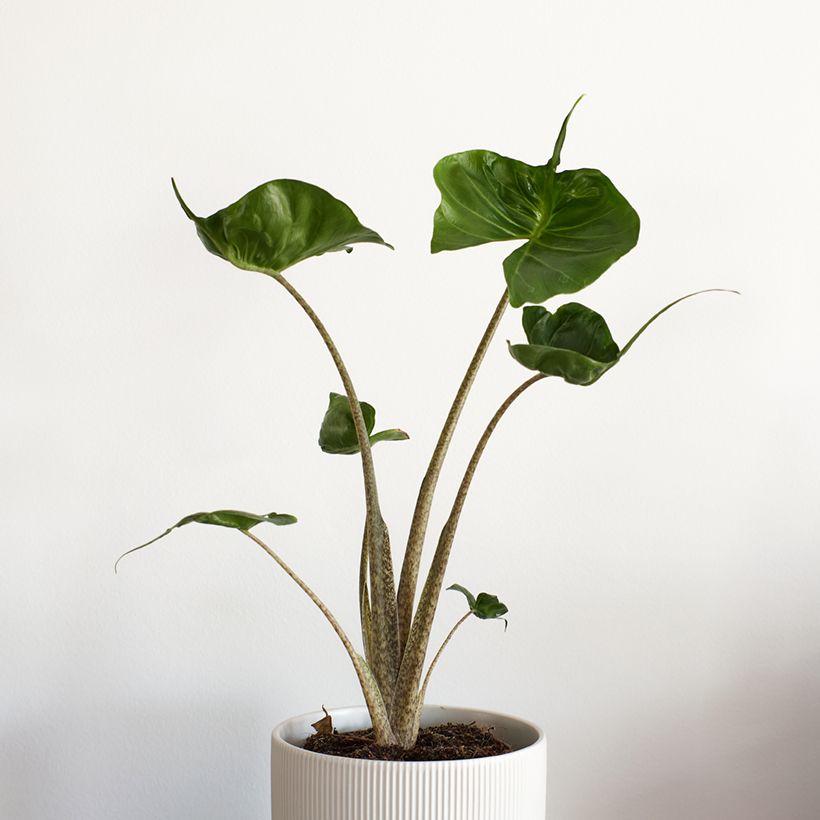 Alocasia Stingray - Elephant's ears plant (Plant habit)