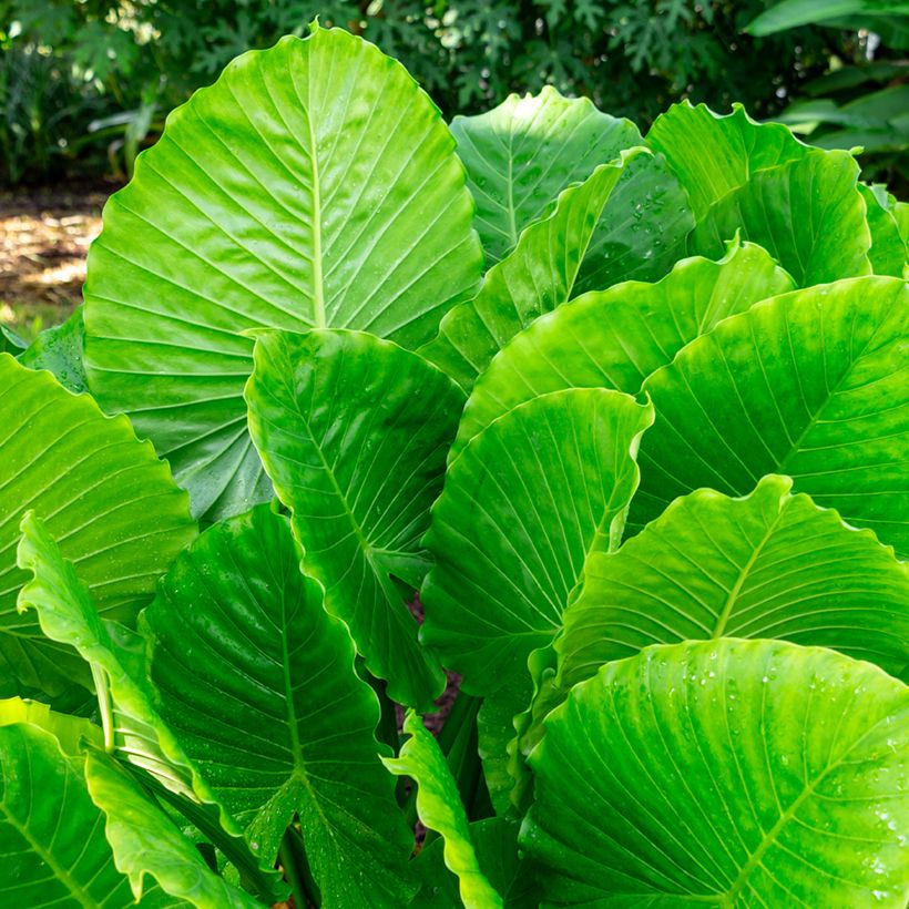 Alocasia gageana California - Elephant's ears plant (Foliage)
