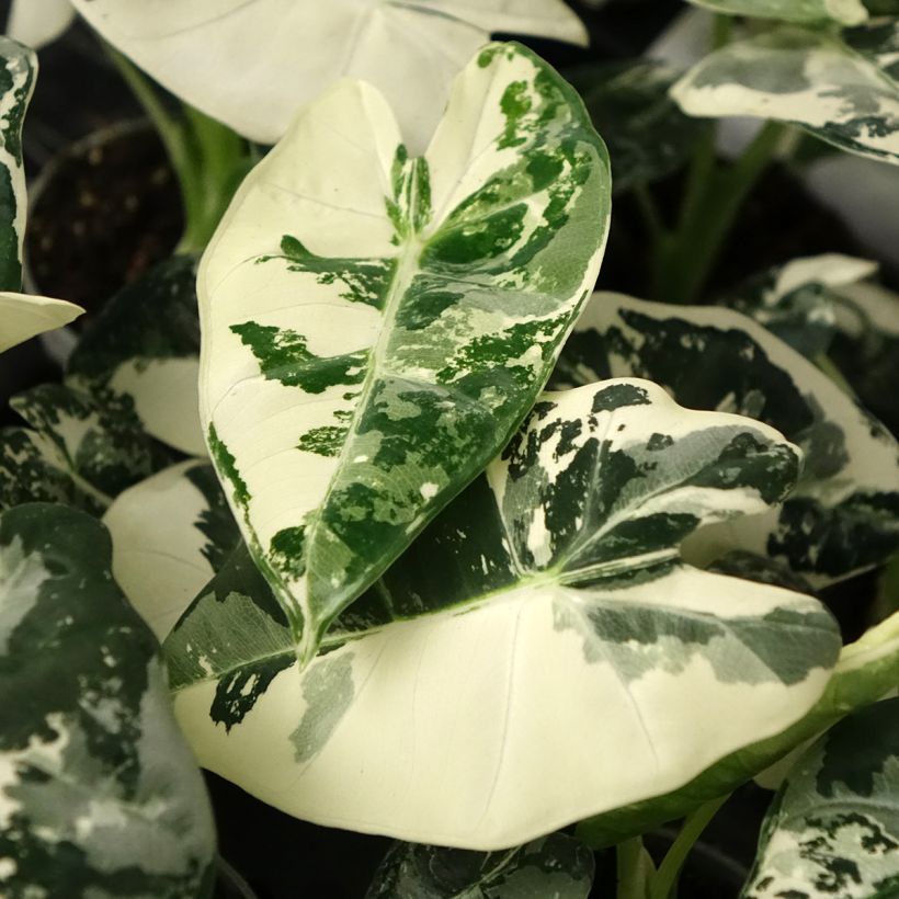 Alocasia micholitziana Frydek Variegata - Elephant's ears plant (Foliage)