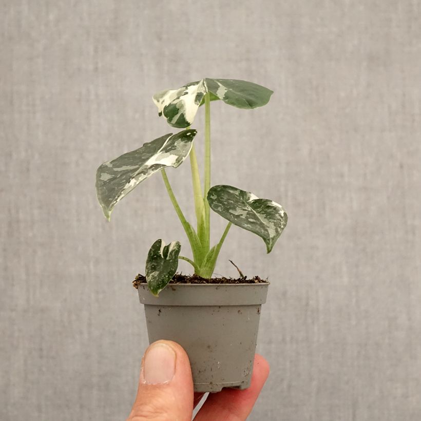 Alocasia micholitziana Frydek Variegata - Elephant's ears plant mini plant sample as delivered in spring