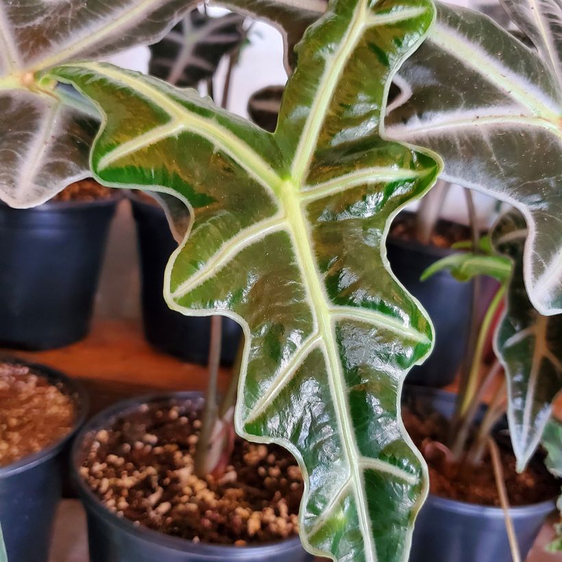 Alocasia sanderiana Nobilis - Elephant's ears plant (Foliage)