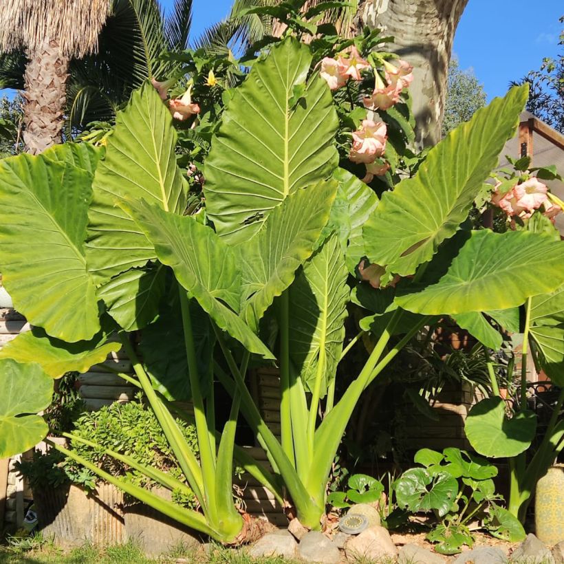 Alocasia odora - Night-scented Lily (Plant habit)