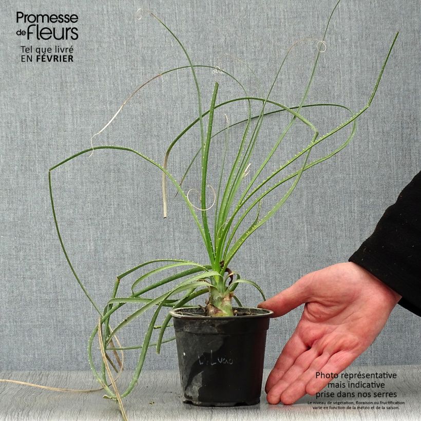 Aloe arborescens 2L/3L pot sample as delivered in winter