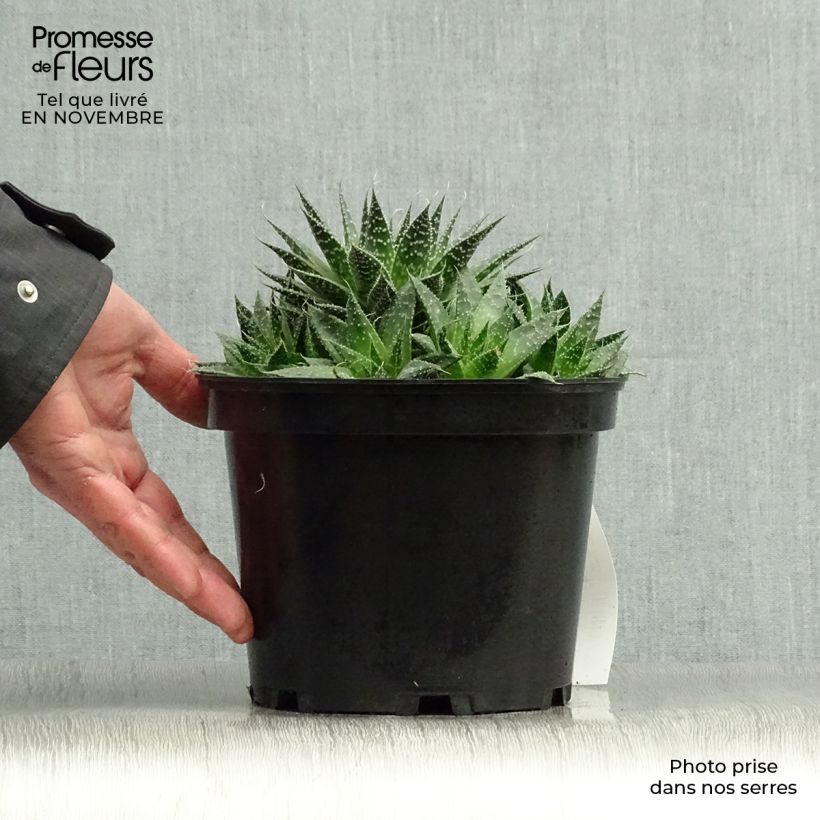 Aloe aristata   2L/3L pot sample as delivered in autumn