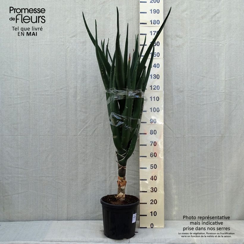 Aloidendron barberae 7.5L/10L pot sample as delivered in autumn