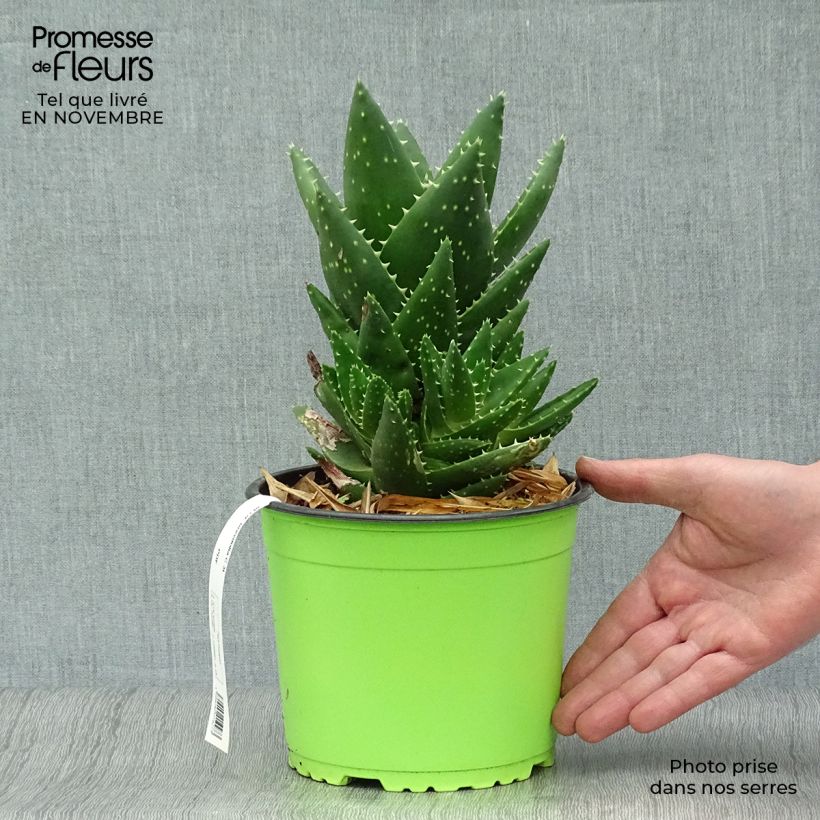 Aloe brevifolia   2L/3L pot sample as delivered in autumn