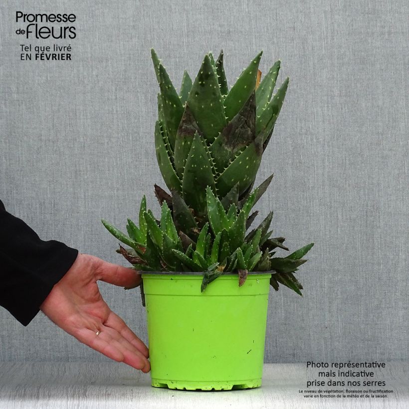 Aloe brevifolia   2L/3L pot sample as delivered in winter