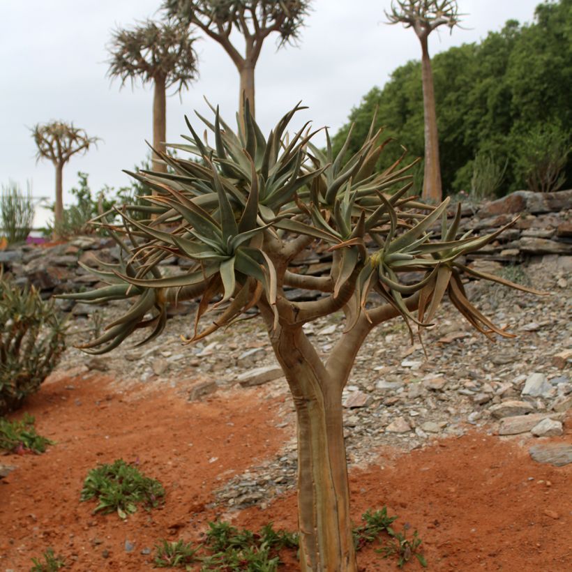 Aloe dichotoma - Quiver tree (Plant habit)
