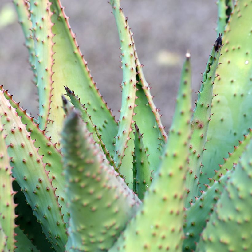 Aloe marlothii - Mountain aloe (Foliage)