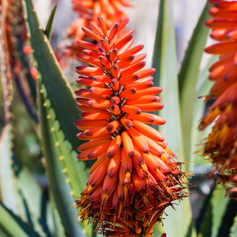 Aloe marlothii - Mountain aloe (Flowering)